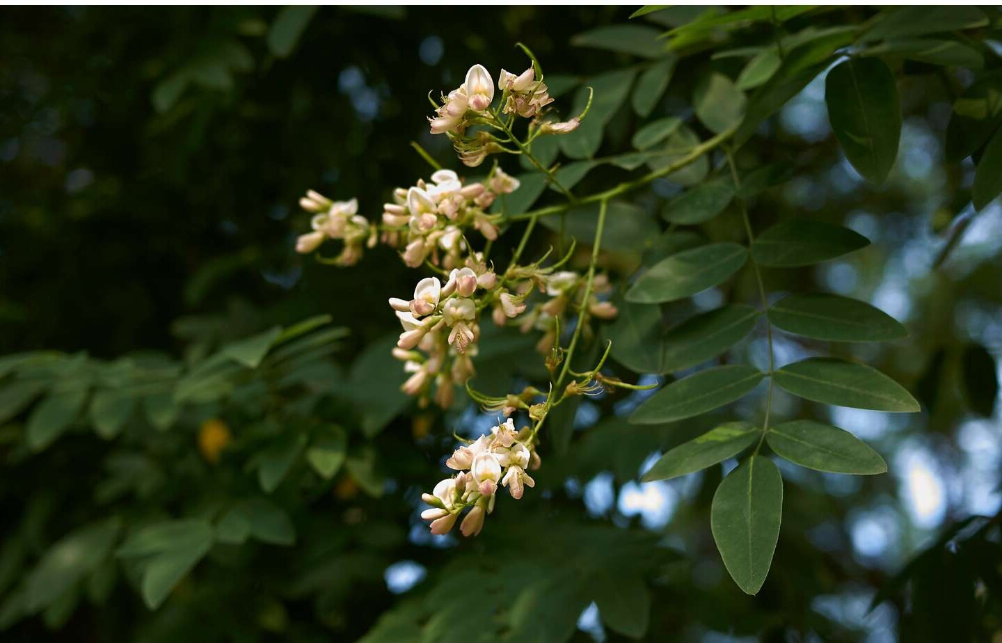 Styphnolobium Japonicum