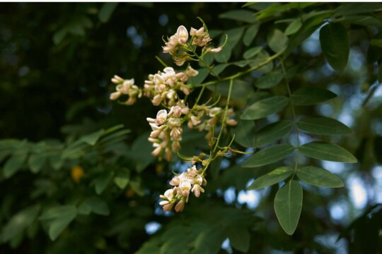 Styphnolobium Japonicum